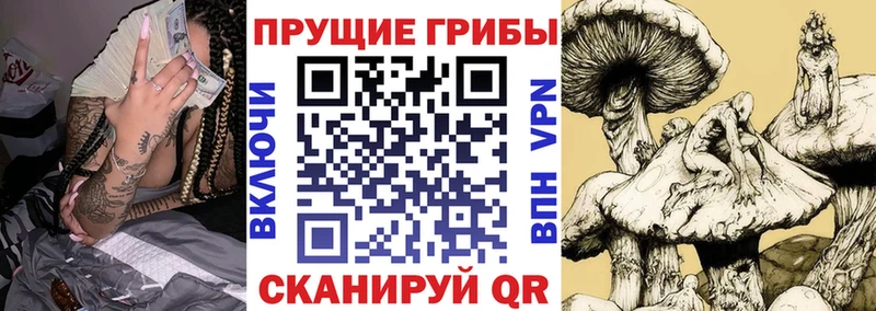 купить наркотик  Юрьевец  Галлюциногенные грибы GOLDEN TEACHER 